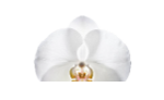Orquídea
